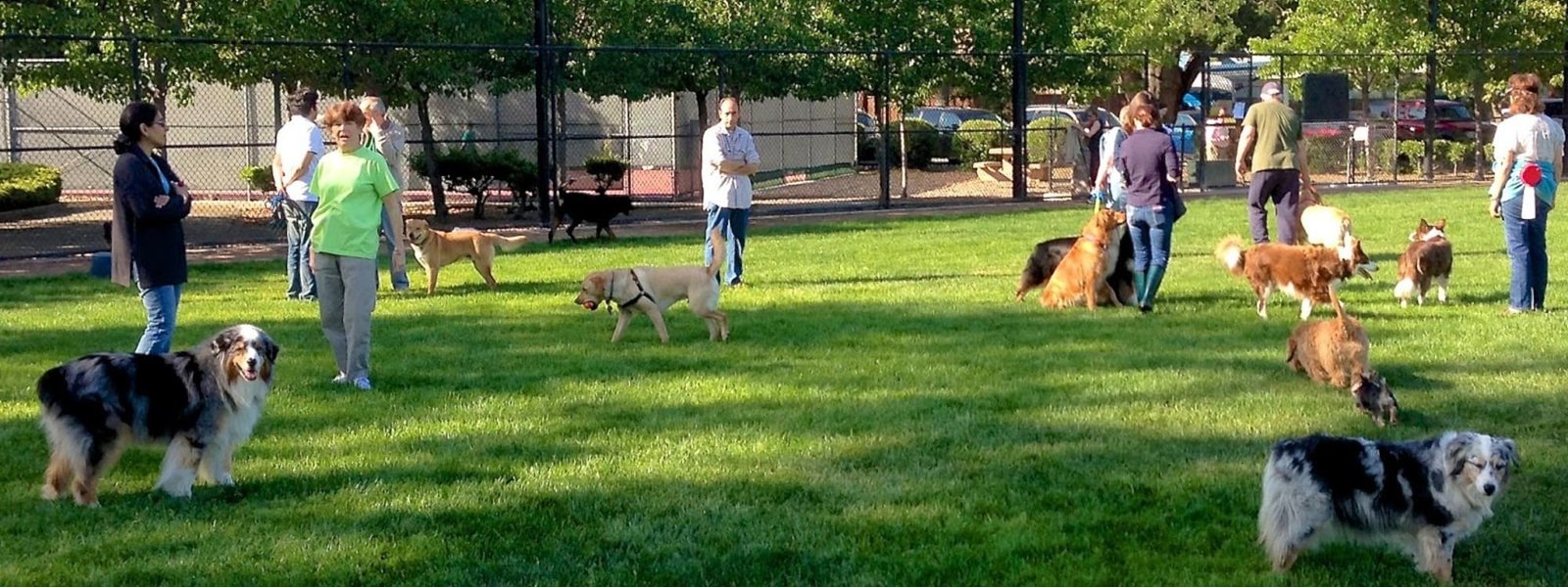 Dog Park